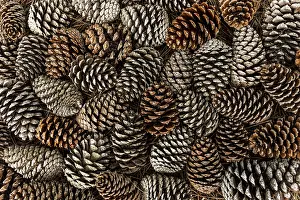 Snowy Coniferous Tree Landscape Stampe: Top view pine cones