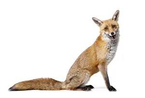 Studio Shot Of A Fox Stampe: Side view of a Red fox looking at camera