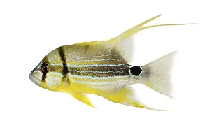Stampe di Viso laterale di un Pesciolino con Pinne a Vela, Symphorichthys spilurus, isolato su bianco Dentice Stampe: Viso laterale di una Sogliola a ventaglio.
