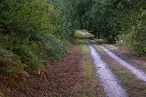 Deserted Forest Path Stampe: View along a sandy forest path