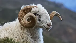 West Crete Landscape Stampe: Side view of a sheep with large
