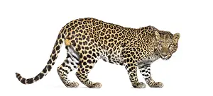 Feliformia Species Image Stampe: Back view of a Spotted leopard