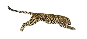 Big Cat Stampe: Side view of a spotted leopard leaping
