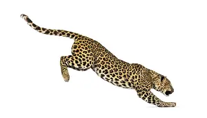 Carnivorous Animal Pictures Stampe: Side view of a spotted leopard leaping