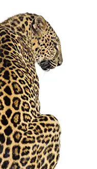 Feliformia Depiction Stampe: Back view of a spotted leopard looking to the side