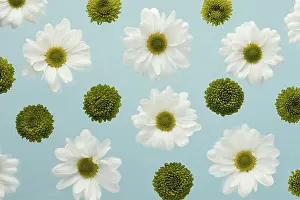 Common Daisy Blossom Stampe: Top view spring daisies