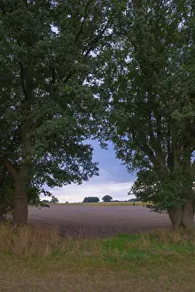 Lower Saxony Rural Landscape Stampe: View through two trees onto fields and the sky