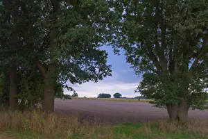 Agricultural Fields In Europe Stampe: View through two trees onto fields and the sky