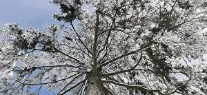 German Nature Reserves Stampe: View of the treetops from below