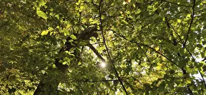 Natural Preserve Scenery Stampe: View of the treetops from below