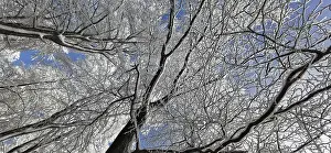 German Winter Landscape Photo Stampe: View of the treetops from below