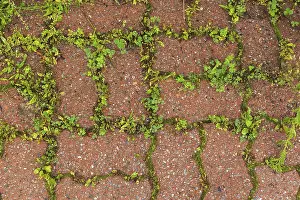 Canadian Nature Photography Stampe: Top view of undesirable