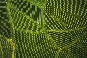 Hoarfrost On Grapevine Stampe: Top view of a vineyard in Summer