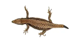 Wildlife Studio Photography Stampe: Top view of a Wall lizard with its tail cut