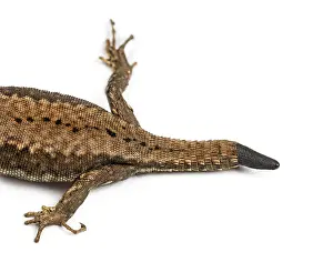 Agricultural Wildlife Photography Stampe: Top view of a Wall lizard with its tail cut