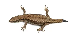 Isolated Wild Animal Image Stampe: Top view of a Wall lizard with its tail cut