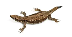 Bright Background Studio Shot Stampe: Top view of a Wall lizard with its tail cut