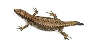 Wildlife Studio Photography Stampe: Top view of a Wall lizard with its tail cut