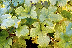 Autumn Colorful Leaves Stampe: Vine leafs