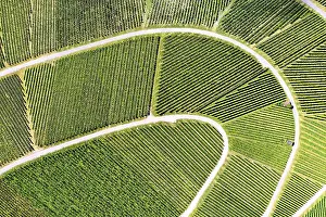 View From Above Vineyard Stampe: Vineyard from above