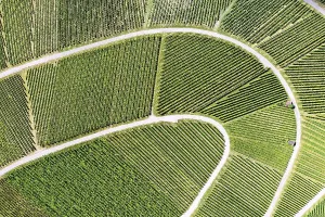View From Above Vineyard Stampe: Vineyard from above