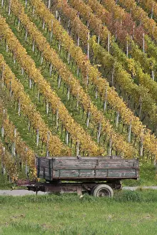 Deserted Vineyard Scene Stampe: vineyard