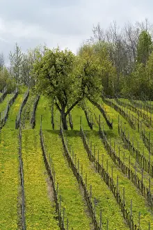 Vineyard In Spring Stampe: Vineyard in spring