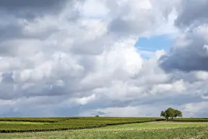 Southern Palatinate Landscape Stampe: Vineyards under a dramatic cloudy sky with walnut trees