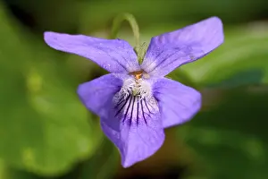 Botany Plant Life Stampe: Viola