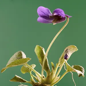 Violet Blooms Stampe: Violet