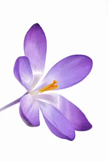 Inflorescence Photography Stampe: Violet Crocus (Crocus)