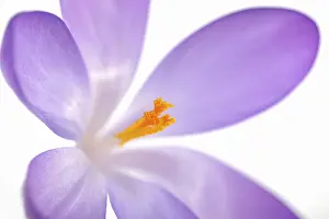 Crocus Inflorescence Stampe: Violet Crocus (Crocus), detail