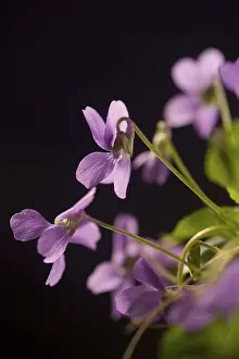 Spring Flower Macro Stampe: Violets