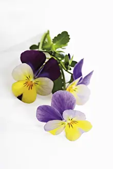 Natural Remedy Flowers Stampe: Violets