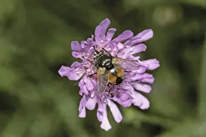 Hoverfly Species Stampe: Volucella pellucens, hoverfly
