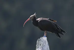 Northern Bald Ibis Stampe: Waldrapp