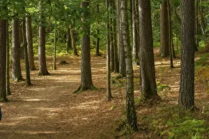 Autumnal Landscape Photography Stampe: Walking path through a forest at fall