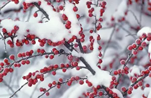 Rosaceae Family Stampe: Wall Cotoneaster berries (Cotoneaster horizontalis)