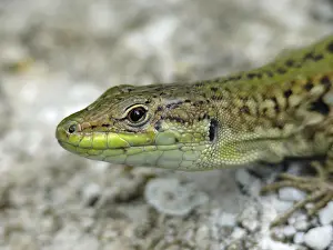 Southeastern Europe Fauna Stampe: Wall lizard, podarcis, lizard, lizard