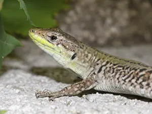 Wall Lizard Stampe: Wall lizard, podarcis, lizard, lizard