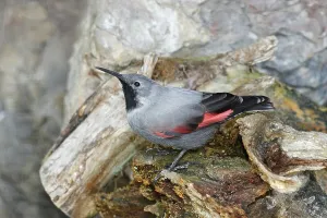 Passerine Songbird Stampe: Wallcreeper