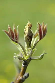 Springtime Nature Photography Stampe: Walnut tree