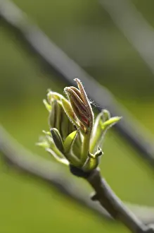 Springtime Nature Photography Stampe: Walnut tree