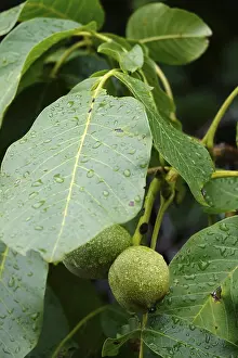 Summer In Germany Stampe: Walnut on a tree, summer, Germany