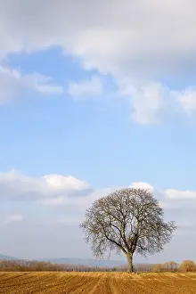 Deserted Farmland Landscape Stampe: Walnut tree in winter