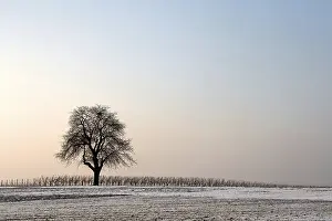 Deserted German Forest Landscape Stampe: Walnut tree on a winter evening
