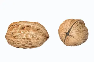 Food Studio Shot Stampe: Walnuts