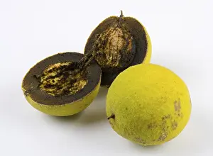 Close Up Walnuts Stampe: Two walnuts, one whole and one cut in half