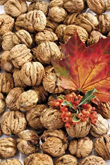 Indoor House Plants Stampe: Walnuts, firethorn and maple leaf