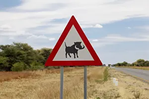 Facocero Stampe: Segnalazione di pericolo Attenzione cinghiali, Namibia.
